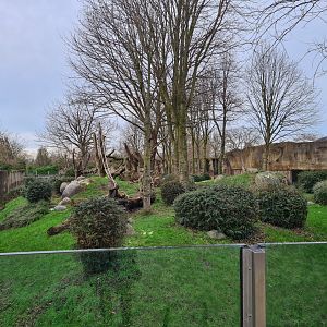 Africa - Gorilla valley