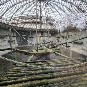 Africa - Historic gorilla habitat, now separation enclosure