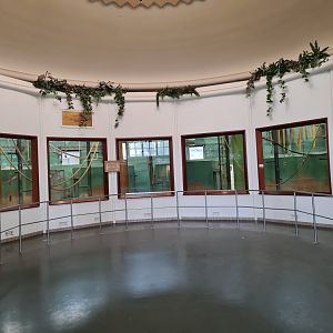 Africa - Gorilla indoor holding viewing