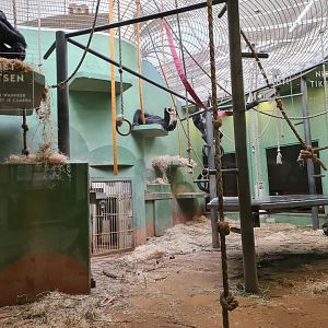 Africa - Gorilla indoor habitat