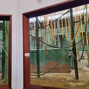 Africa - Gorilla indoor habitat