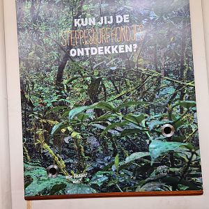 Africa - Black-and-rufous elephant shrew viewing point