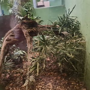 Africa - Black-and-rufous elephant shrew habitat