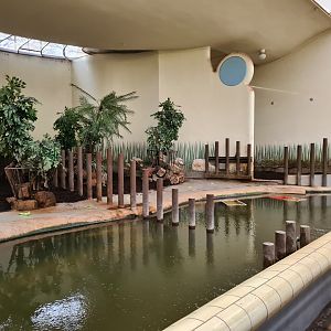 Africa - Western Pygmy hippopotamus indoor enclosure