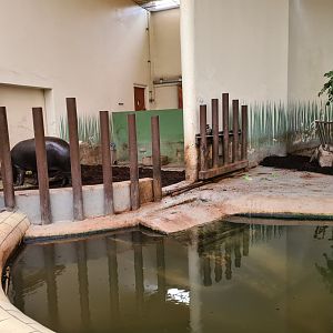 Africa - Western Pygmy hippopotamus indoor enclosure