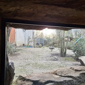 Africa - Blue-winged goose in Gelada complex