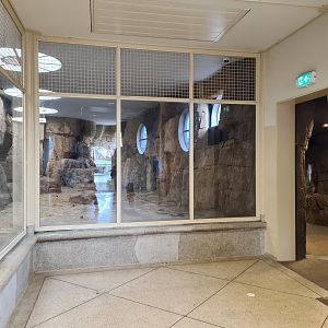 Africa - Gelada indoor holding