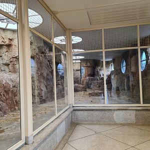 Africa - Gelada indoor holding
