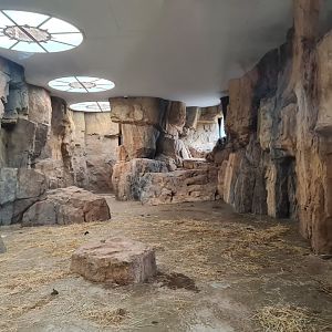 Africa - Gelada indoor holding