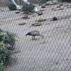 Africa - Blue-winged goose in Gelada enclosure
