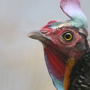 Green Junglefowl (Gallus varius)