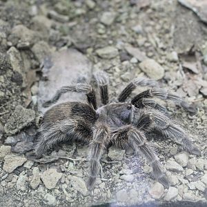 Chilean Rose Tarantula