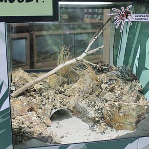 Mexican Red-kneed Tarantula tank