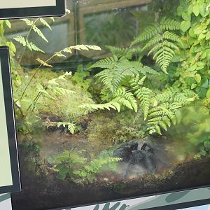 Brazilian Black Tarantula tank