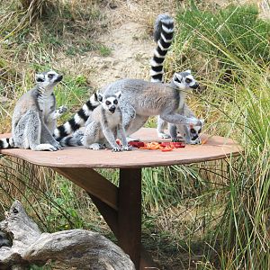 Ring-tailed Lemurs