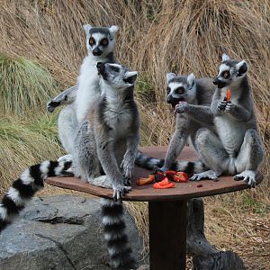 Ring-tailed Lemurs