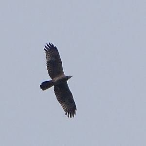 Oriental honey-buzzard (Pernis ptilorhynchus)
