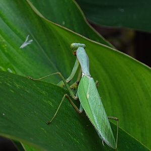 Praying mantis (Rhombodera spec)