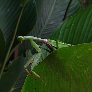 Praying mantis (Rhombodera spec)