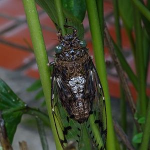 Cicada
