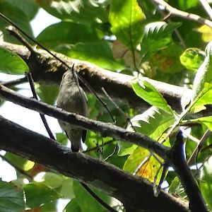 Scarlet-backed flowerpecker (Dicaeum cruentatum cruentatum)