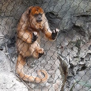 Black-and-Gold Howler Monkey