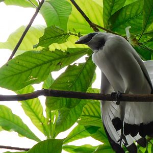 Bali Myna