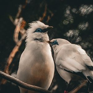 Bali Myna