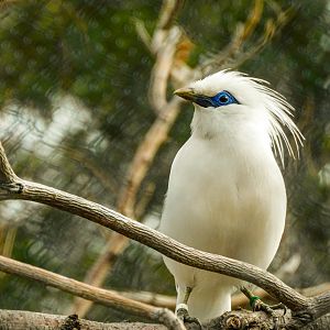 Bali Myna