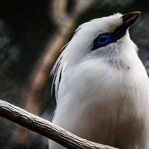 Bali Myna