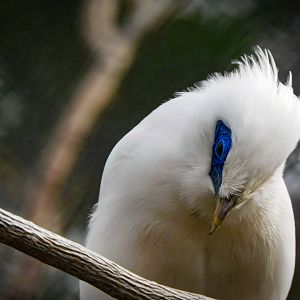 Bali Myna