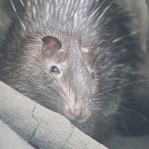 Asiatic Brush-tailed Porcupine (Atherurus macrourus)
