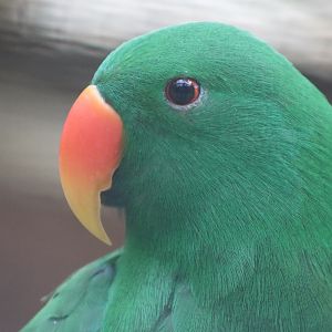 Tanimbar Eclectus (Eclectus riedeli)