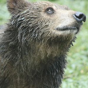 Brown Bear (Ursus arctos)