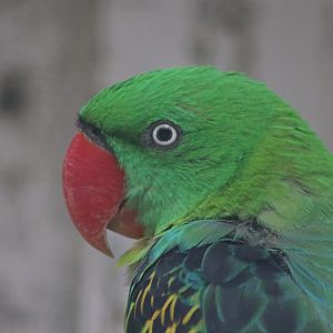 Great-billed Parrot (Tanygnathus megalorynchos)