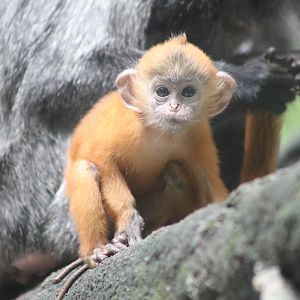 Silvery Lutung (Trachypithecus cristatus)