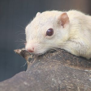 Plantain Squirrel (Callosciurus notatus)