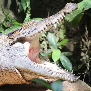 New Guinea Crocodile (Crocodylus novaeguineae)