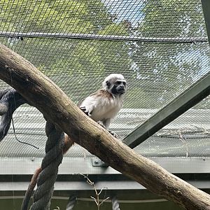 Cotton-top tamarin (juvenile)