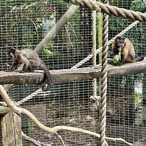 Brown capuchin and young