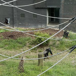 Chimpanzee scatter feed