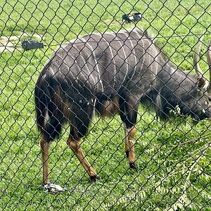 Lowland nyala (bull)