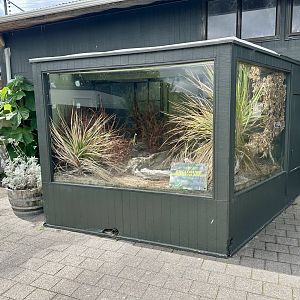 Old Tuatara Exhibit (Under Development)