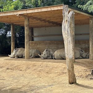 Southern white rhinoceros (cows)
