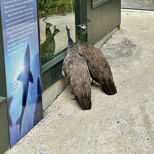Peacocks Watching Tuatara
