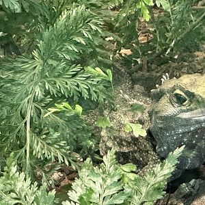 Tuatara (Sphenodon punctatus)