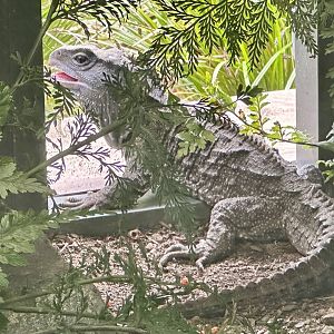 Tuatara (Sphenodon punctatus)