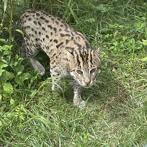 Fishing cat (Prionailurus viverrinus)