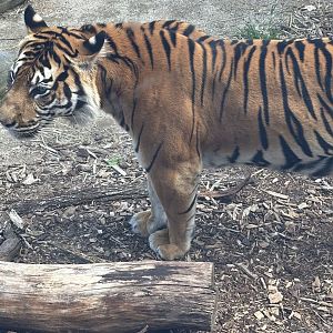 Kirana (Sumatran tiger)