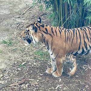 Sumatran tiger and cub